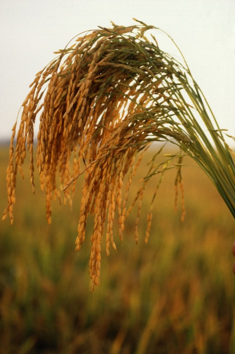 Bông lúa minh họa
